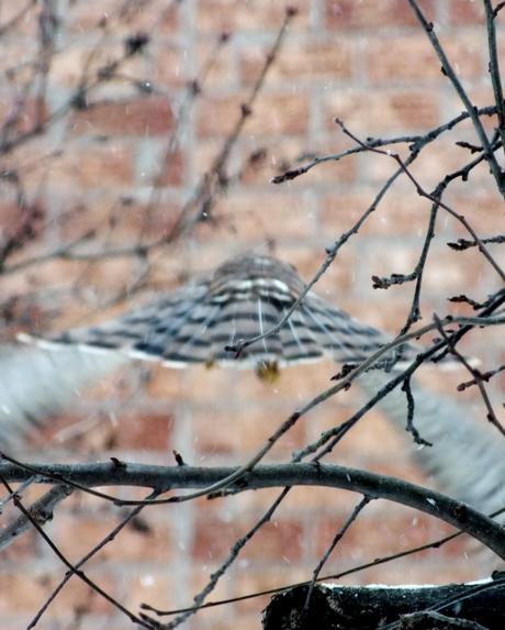 Sharp-shinned Hawk vanishing into falling snow in Toronto - Canada