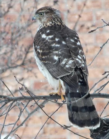 Sharp-shinned Hawk holds on with one claw during snowstorm in Toronto - Canada