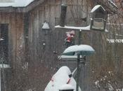 Photo Essay: Sharp-shinned Hawk Suffers Through Toronto Snowstorm