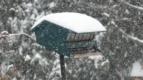 Bird feeder lost in snow storm in Toronto