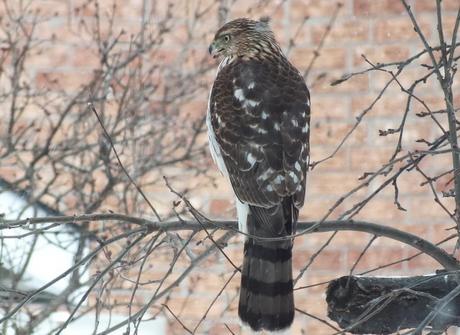Sharp-shinned Hawk takes a break in snowstorm -Toronto - Canada