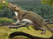 Earliest Placental Mammal Ancestor Revealed