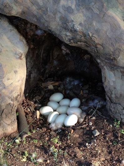 Duck eggs in tree nest