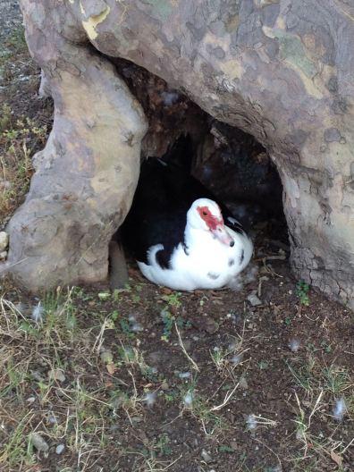 Duck in tree nest