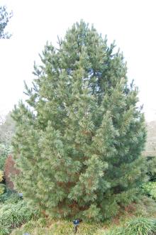 Pinus cembra (27/01/2013, Kew Gardens, London)