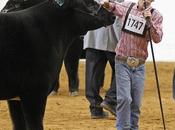 Panhandle Youth Stock Show Winner