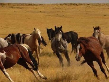 Wild horses in Nevada. Photo: BLM.