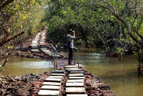 On river Mandovi, Goa. Photo: Paul Noronha