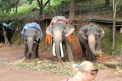 * Guest Post: Tami & The Elephants of India * Guest Post: Tami & The Elephants of India