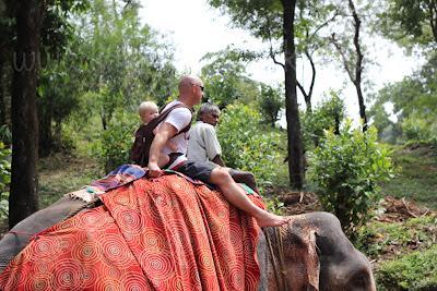 * Guest Post: Tami & The Elephants of India * Guest Post: Tami & The Elephants of India