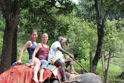* Guest Post: Tami & The Elephants of India * Guest Post: Tami & The Elephants of India