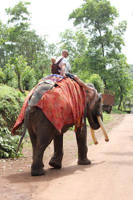 * Guest Post: Tami & The Elephants of India * Guest Post: Tami & The Elephants of India