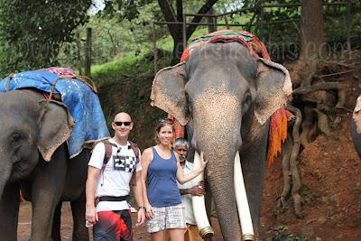 * Guest Post: Tami & The Elephants of India * Guest Post: Tami & The Elephants of India