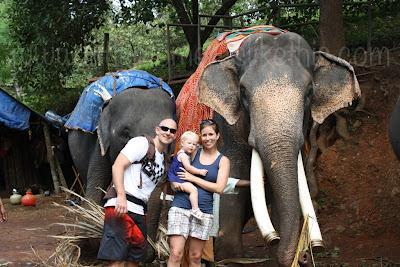 * Guest Post: Tami & The Elephants of India * Guest Post: Tami & The Elephants of India