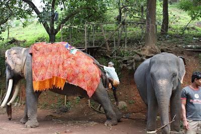 * Guest Post: Tami & The Elephants of India * Guest Post: Tami & The Elephants of India