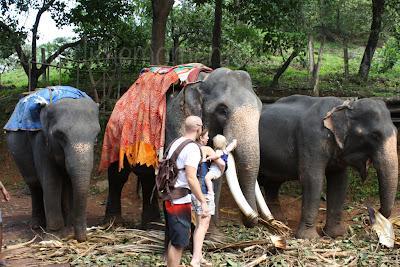 * Guest Post: Tami & The Elephants of India * Guest Post: Tami & The Elephants of India