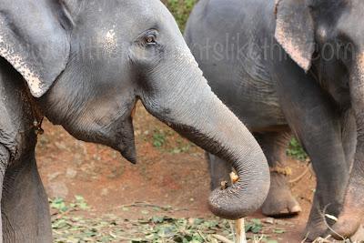 * Guest Post: Tami & The Elephants of India * Guest Post: Tami & The Elephants of India