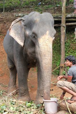 * Guest Post: Tami & The Elephants of India * Guest Post: Tami & The Elephants of India