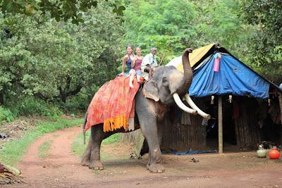 * Guest Post: Tami & The Elephants of India * Guest Post: Tami & The Elephants of India