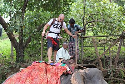 * Guest Post: Tami & The Elephants of India * Guest Post: Tami & The Elephants of India