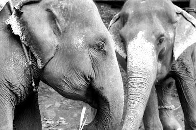 * Guest Post: Tami & The Elephants of India * Guest Post: Tami & The Elephants of India