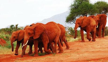 The Red Elephants Of Kenya