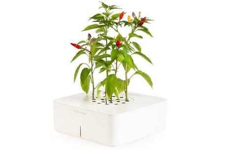 Click and Grow Self Watering Plants click and grow self watering plant