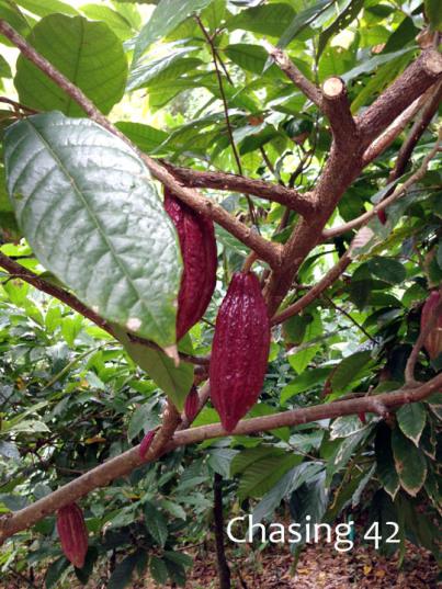 Cocoa pods waiting to be picked