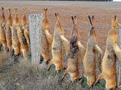 Free Planet CROW Campaign Reinstatement Oxford's Wildlife