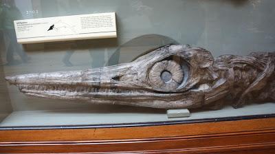 MARY ANNING's Amazing Fossils at the Natural History Museum, London