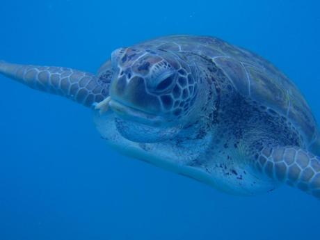Snorkeling with Sea Turtles - Barbados