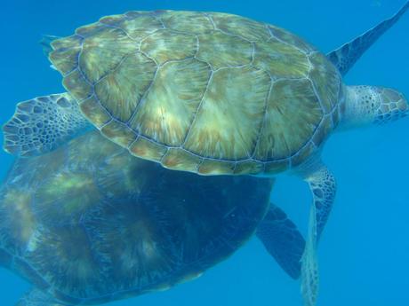 Snorkeling with Sea Turtles - Barbados