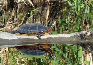 Painted turtle in the Alligator River National Wildlife Refuge.