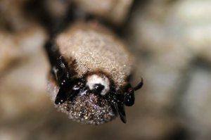 brown-bat-white-nose-syndrome.jpg.492x0_q85_crop-smart