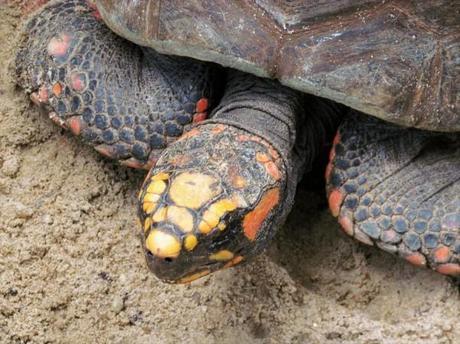 Red-footed tortoise picture