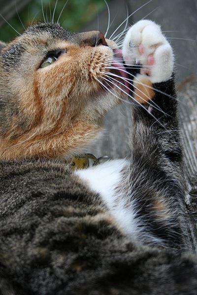 How to Wash a Cat