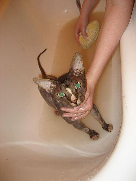 How to Wash a Cat