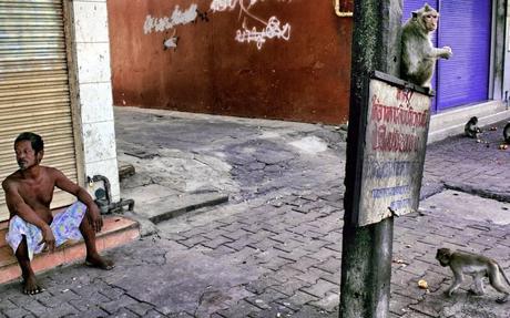 Monkeys in the streets of Lopburi, Thailand