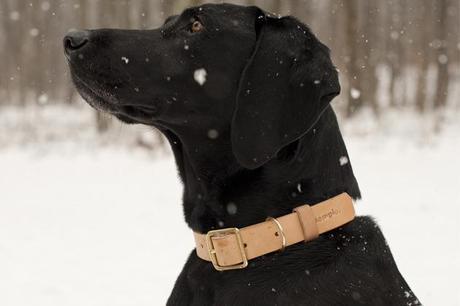 demploi leather dog collar