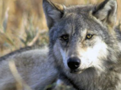 More Mexican Gray Wolves Needed Wild