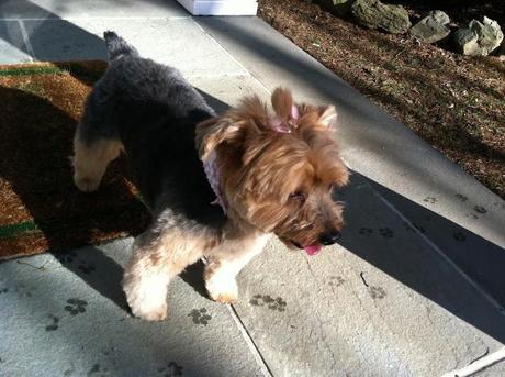 Priscilla-the-Yorkie-and-The-Westminster-Kennel-Club-Dog-Show