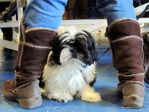 Hundreds attend BCC’s “Not Your Average Dog Show”