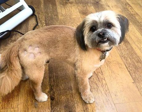 The Latest Craze to hit the Pet World: DOG Tattoos!
