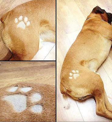 The Latest Craze to hit the Pet World: DOG Tattoos!