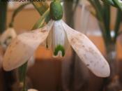 Dabbling Snowdrops