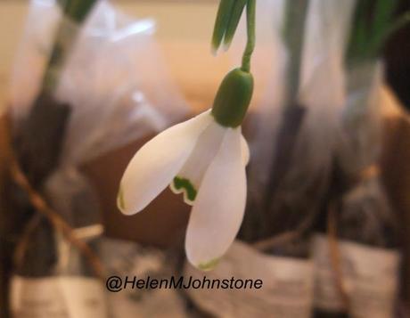 Galanthus viridapice