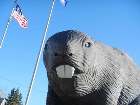 Giant Beaver Face