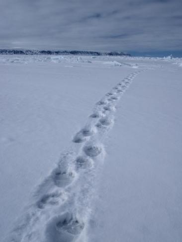 Black Bear footprints, tent wrecking and chase scene