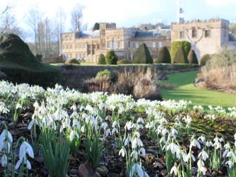snowdrops in flower with forde abbey in the background