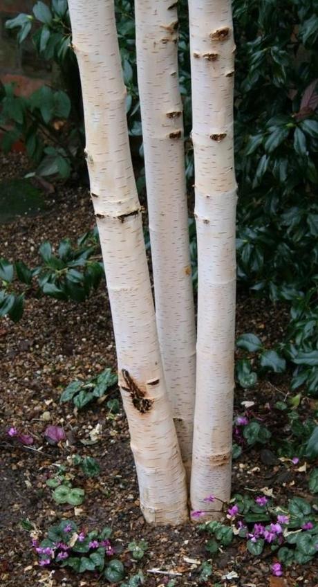 Clean silver birch stems